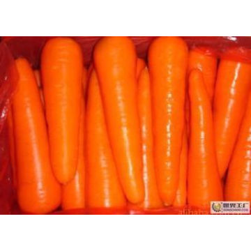 Qualidade superior New Crop Fresh Carrot (grau M)